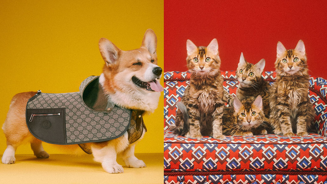 Bettedeals Designer Pet Clothes — Gucci or Louis Vuitton Dog Hats